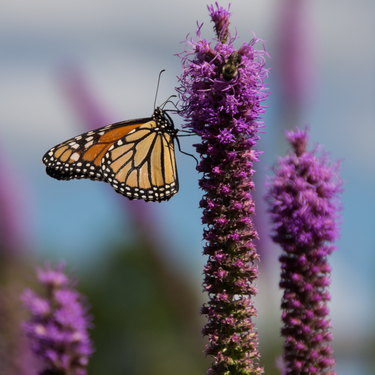 Blazingstar, Dense Blazingstar, Gayfeather Liatris Spicata